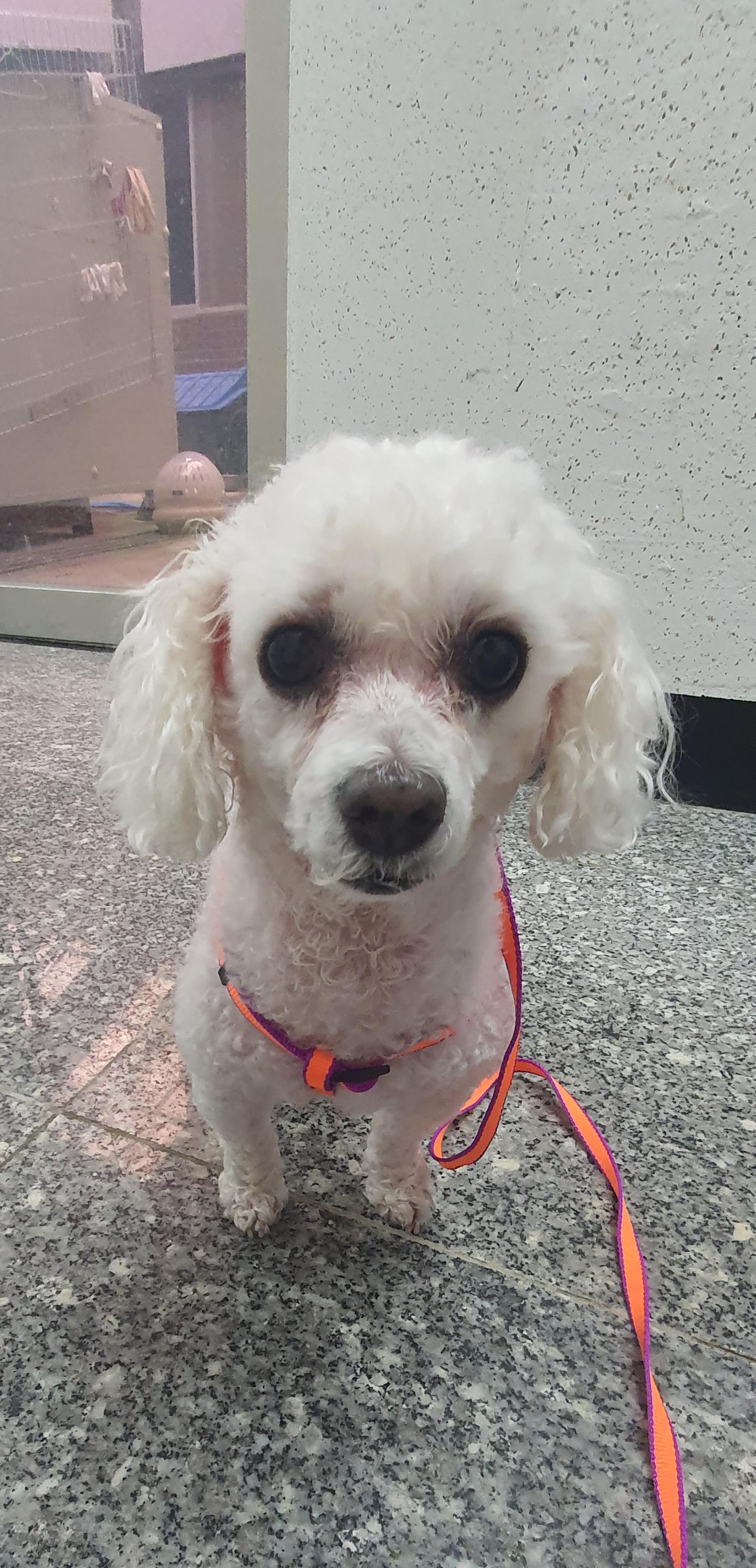 강릉시 동물사랑센터_442420202300601